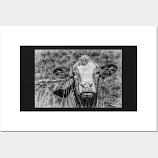 Portrait of a Cow in Black & White Posters and Art